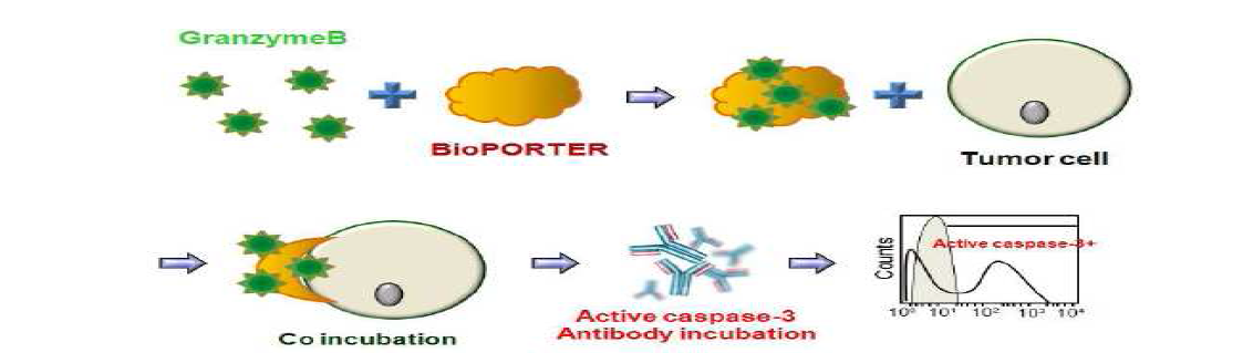 BioPORTER를 이용한 GranzymeB 전달하여 세포 독성 확인