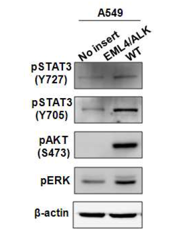 EML4/ALK 과발현된 세포주에서 신호경로 관련 단백질 활성화 확인