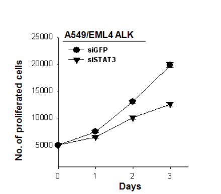 STAT3 신호경로 차단을 통한 세포증식능 확인