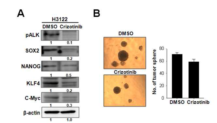 H3122세포주에 ALK 저해제인 Crizotinib을 처리한후 줄기세포 인자 확인 및 시험관 내 종양형성능 확인