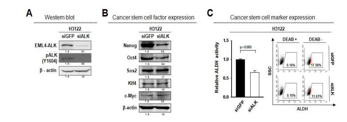 siRNA를 이용한 EML4- ALK발현 억제에 따른 암줄기능 감소확인