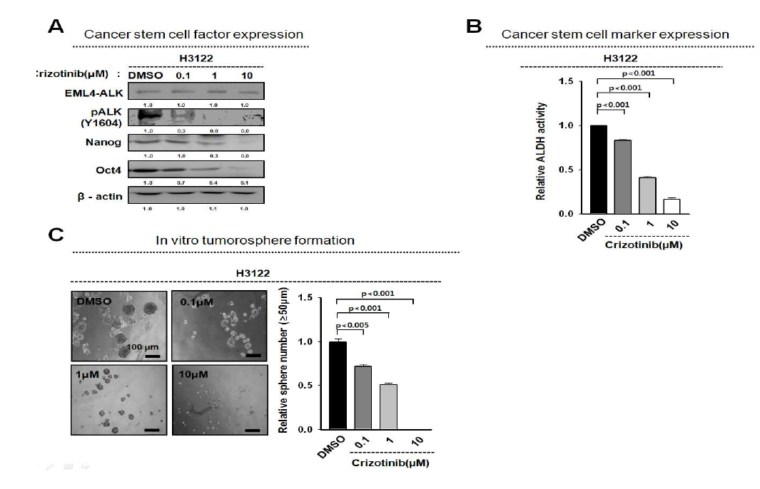 ALK 활성 억제에 따른 종양형성능 감소확인