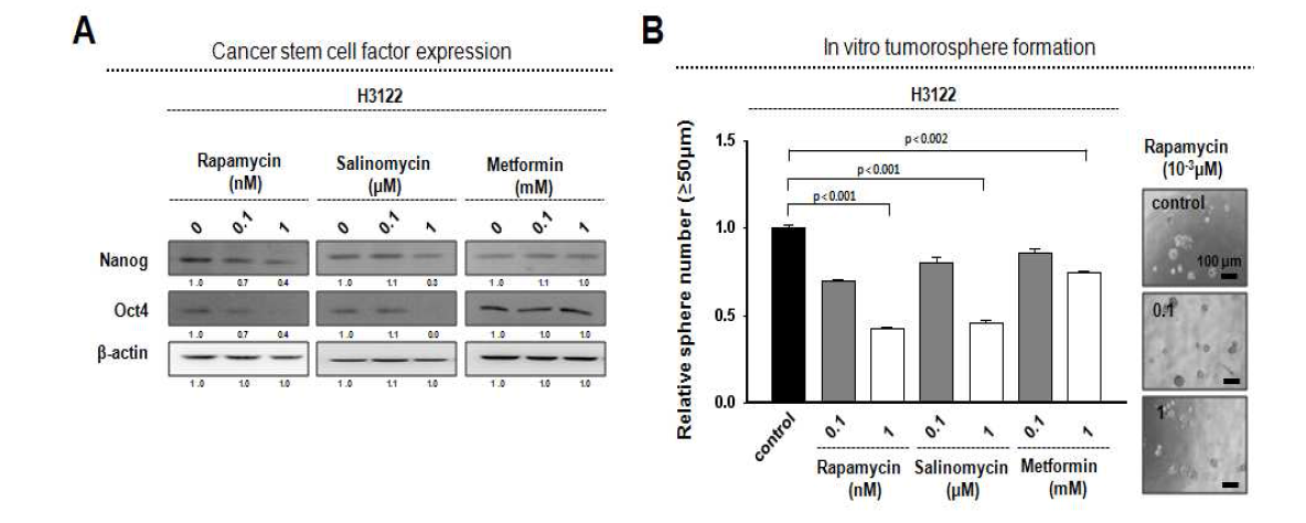암줄기세포 저해제에 의한 암줄기능 및 종양형성능 감소확인