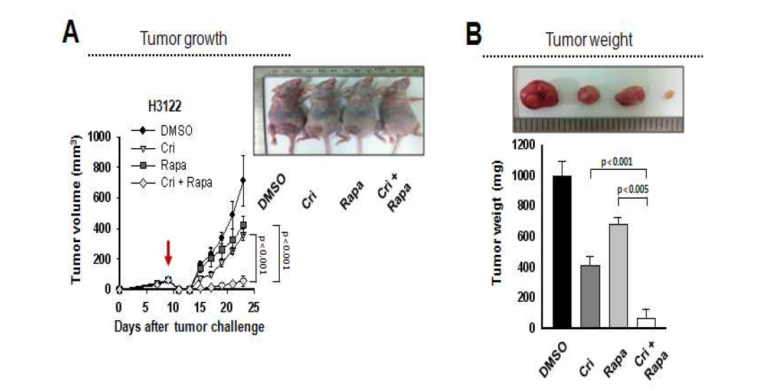 생체 내 Crizotinib과 Rapamycin 병용투여에 따른 항암효과