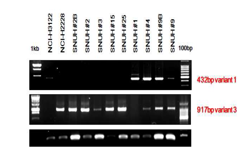 RT- PCR 방법을 통해서 fusion 된 EML4- ALK 다양한 형태를 발현하는 것을 확인.