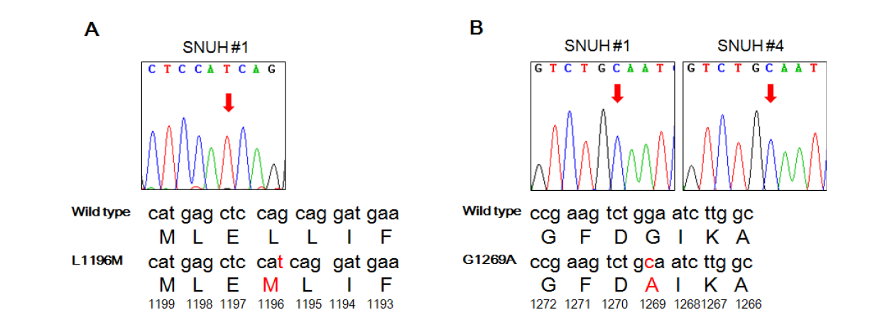 Mutation- specific PCR assay 결과를 sequencing으로 분석