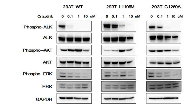 EML4- ALK와 돌연변이의 과발현에 대한 ALK 억제제의 효과.