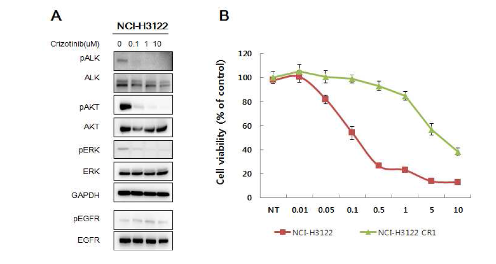 세포주에서 crizotinib의 기능 확인