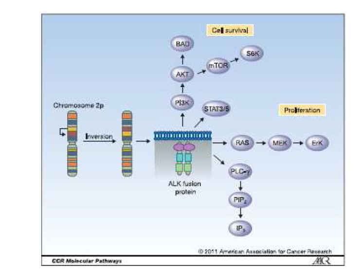 ALK fusion oncogene에 의한 downstream signaling pathway.