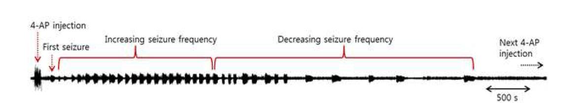 4-AP 약물 주입 후 유도된 acute seizure signal이며, 점점 amplitude가 커지며 일정시 간이 지나면 seizure가 발생하는 간격이 벌어지고, 하나의 seizure duration (지속 시간) 또한 더욱 길어지는 것을 관찰함.