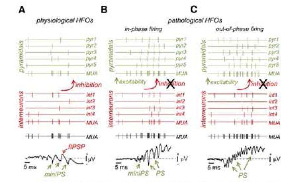 쥐에서 실험한 Hippocampus HFO와 Cell activity 비교