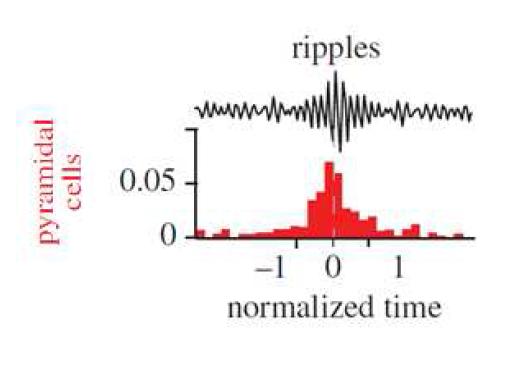 CA1 영역의 pyramidal cells의 activity(Firing probability)와 Ripple oscillation간의 Time locking 을 통한 비교