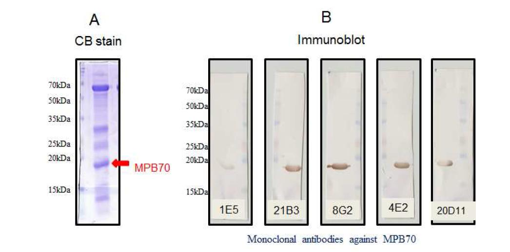 MPB70단백에 대한 monoclonal antibodies의 반응성