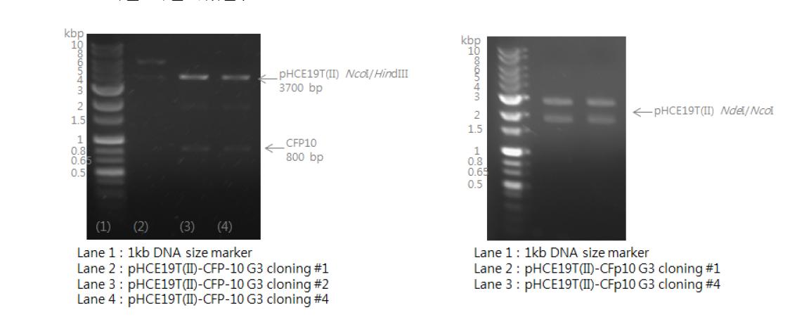 GBP로부터 분리된 CFP10 group3 유전자와 삽입할 pHCE19T(Ⅱ) 벡터agarose gel 전기영동을 통해 확인(좌), 유전자 조작 후 제한효소를 이용하여 agarose gel을 통해 확인(우)