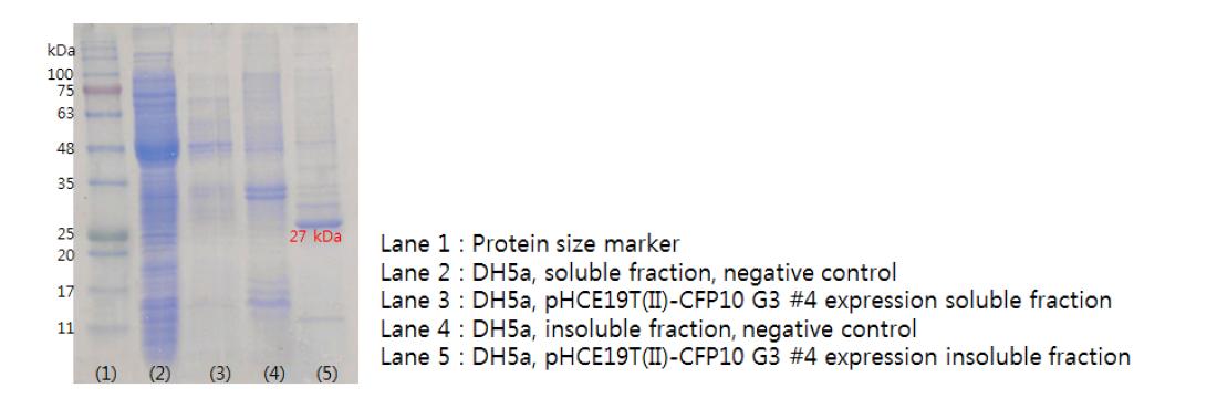 CFP-10 group3의 발현을 SDS-PAGE를 통해 확인