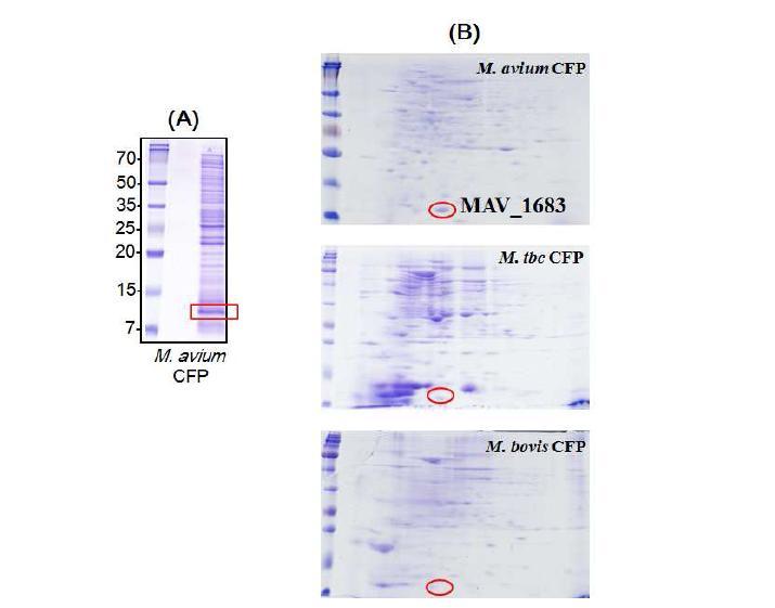 SDS-PAGE and 2-DE analysis of M. avium CFP, M. tuberculosis CFP, and M. bovis BCG CFP.