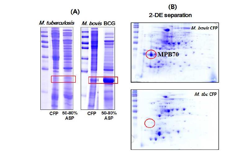 Comparison of CFP profile between M. tuberculosis and M. bovisBCG by SDS-PAGE and 2-DE.