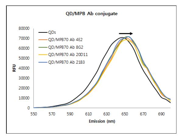 CdTe QDs와 MPB70항체 복합체 형성을 확인하기 위한 형광 스펙트럼