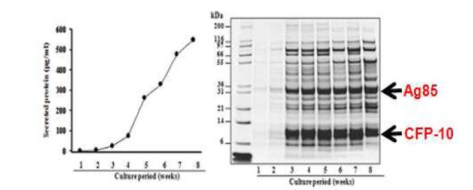 Analysis of secreted proteins of Mycobacterium tuberculosis during in vitro culture