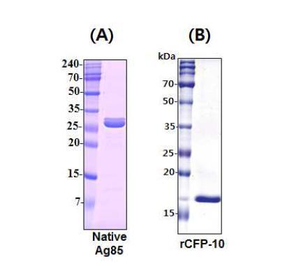 SDS- PAGE analysis of purified native antigen 85 and recombinant CFP- 10.