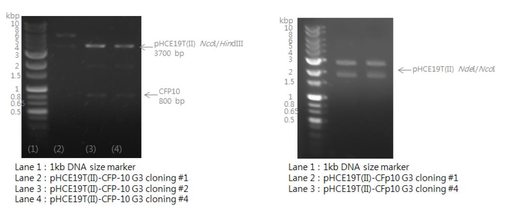 GBP로부터 분리된 CFP10 group 3 유전자와 삽입할 pHCE19T(Ⅱ) 벡터agarose gel 전기영동을 통해 확인(좌), 유전자 조작 후 제한효소를 이용하여 agarose gel을 통해 확인(우)