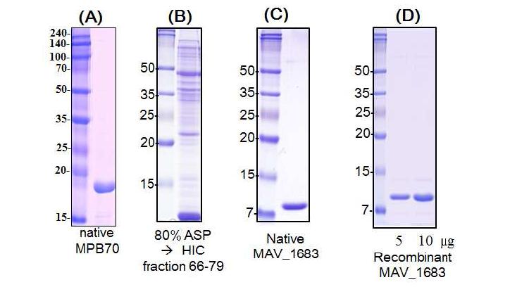 SDS-PAGE analysis of purified native MPB70, nativeMAV-1683, and recombinant MAV_1683
