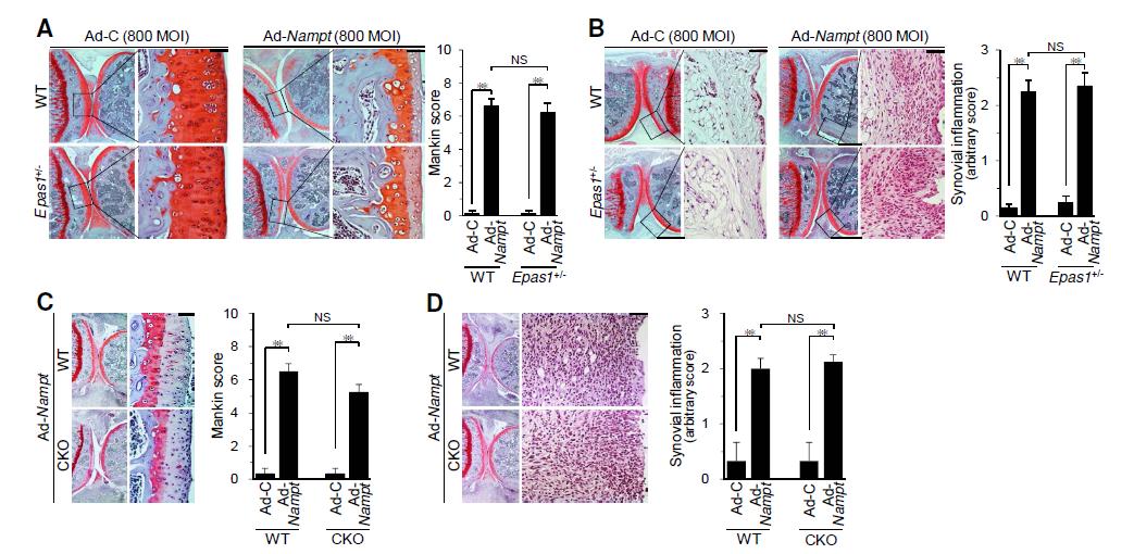 Epas1 knockout in mice does not affect OA cartilage destruction induced by Ad-Nampt injection.