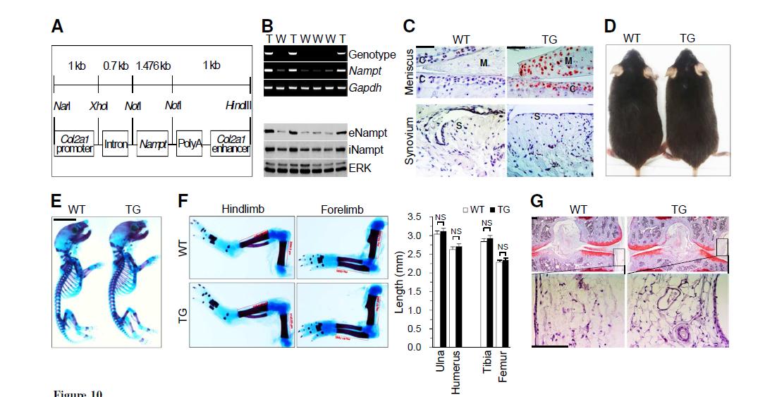 Characterization of Col2a1-Nampt TG mice.