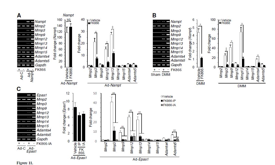 FK866 inhibits in vivo expression of catabolic factors.