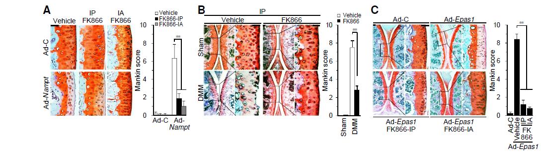 Inhibition of Nampt enzymatic activity blocks OA cartilage destruction induced by Ad-Nampt, Ad-Epas1, or DMM surgery.