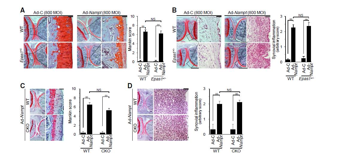 Epas1 knockout in mice does not affect OA cartilage destruction induced by Ad-Nampt injection.