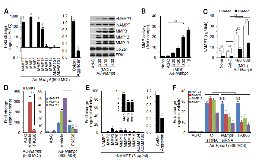 NAMPT is required for HIF-2α-induced MMP expression in chondrocytes.