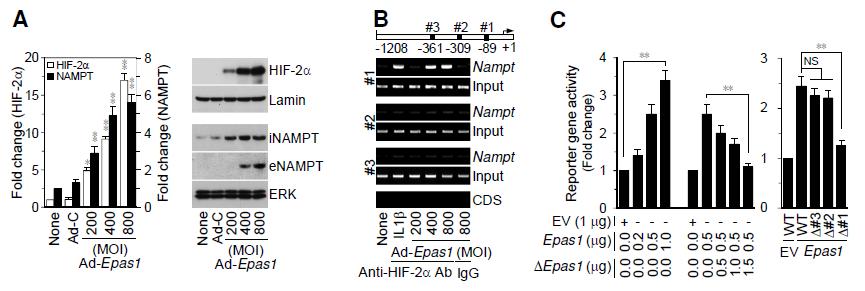 NAMPT is required for HIF-2α-induced MMP expression in chondrocytes.