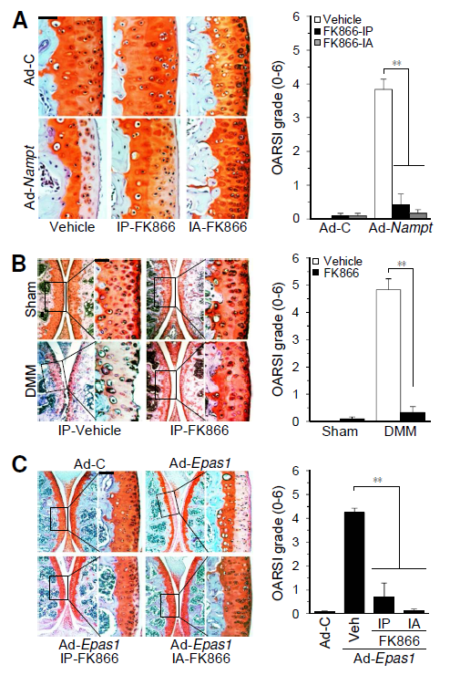 Inhibition of NAMPT enzymatic activity blocks OA cartilage destruction.