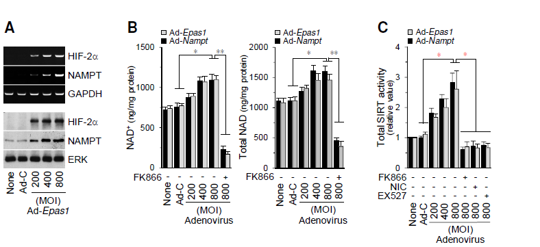 HIF-2α activates NAMPT-NAD+-SIRT axis.