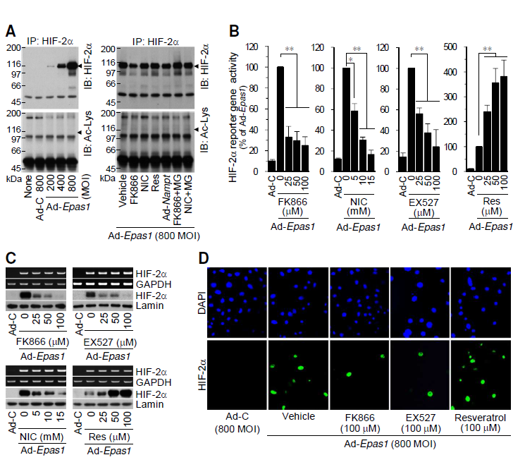 The NAMPT-NAD+-SIRT axis regulates the stability and transcriptional activity of HIF-2α.