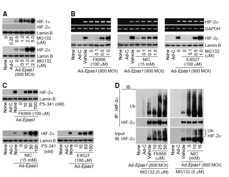 SIRT pathway regulates HIF-2α degradation via prolyl-4-hydroxylase.