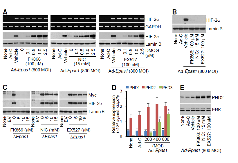 SIRT pathway regulates HIF-2α degradation via prolyl-4-hydroxylase.