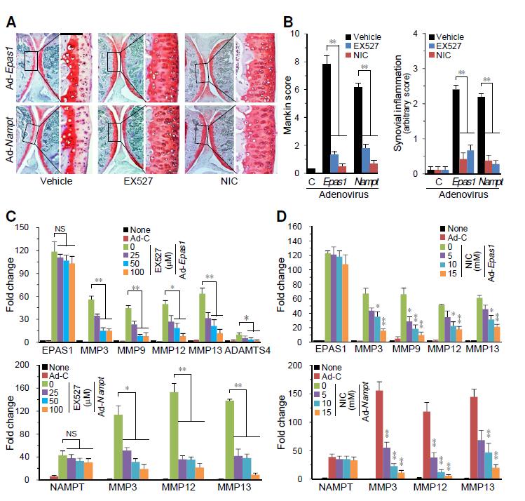 SIRT activity is necessary for the expression of matrix-degrading enzymes and OA pathogenesis induced by Ad-Nampt or Ad-Epas1.