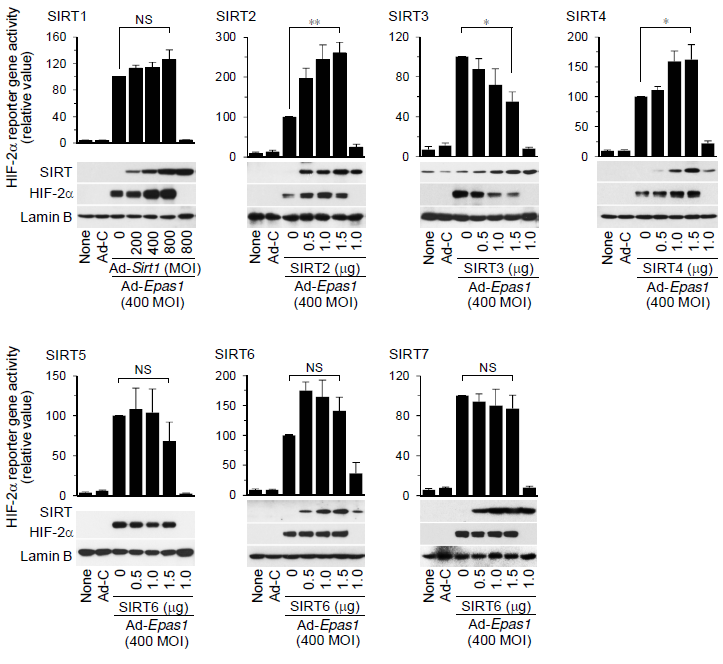 Isoform-specific function of SIRT in HIF-2α stability and transcriptional activity.