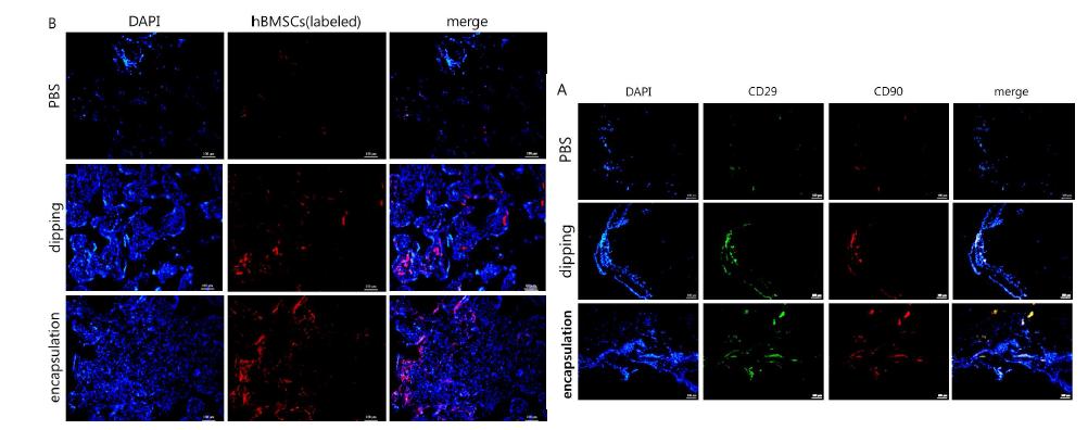 식된 지지체에 유도된 중간엽줄기세포(A:non-labeled hBMSCs, B:NIR-labeled hBMSCs)