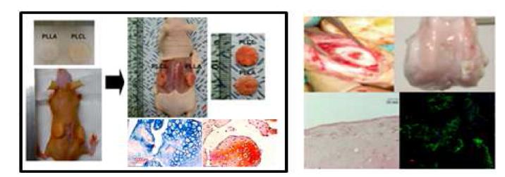 (좌) PLCL 지지체에 연골 세포를 접종한 후 누드마우스의 피하에 이식, (우) 토끼의 관절연골 손상 후 PLCL 연골 지지체를 이식하여 연골 재생을 평가