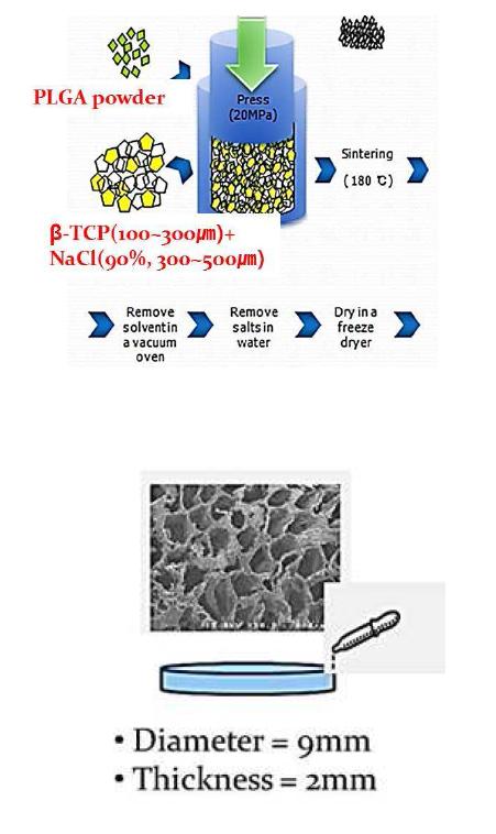 Novel sintering 기법을 이용한 지지체 제조