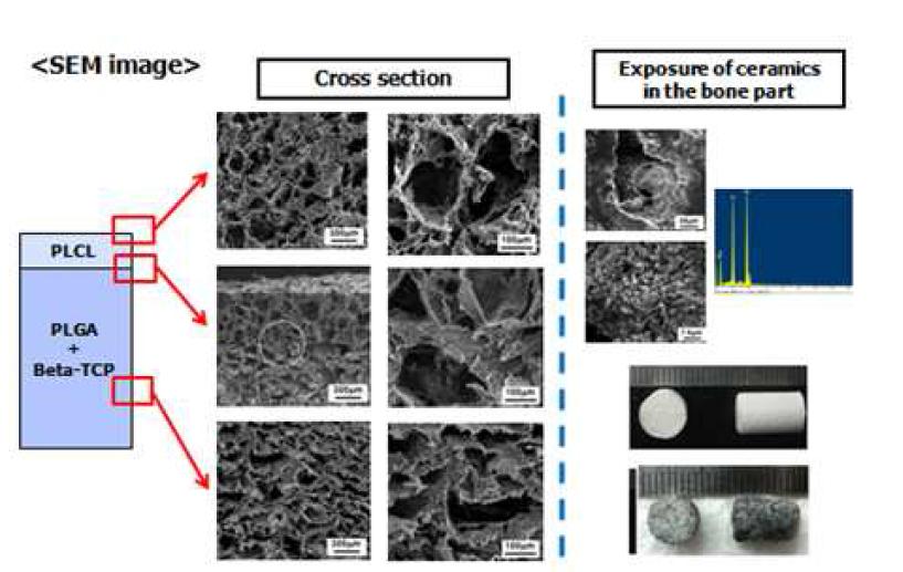 골-연골 복합체의 SEM 이미지 및 세라믹 염색사진