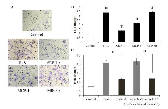 In vitro 화학주성 평가