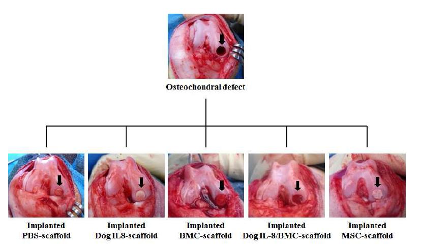 골-관절 결손부위 모델 확립 및 지지체 이식사진