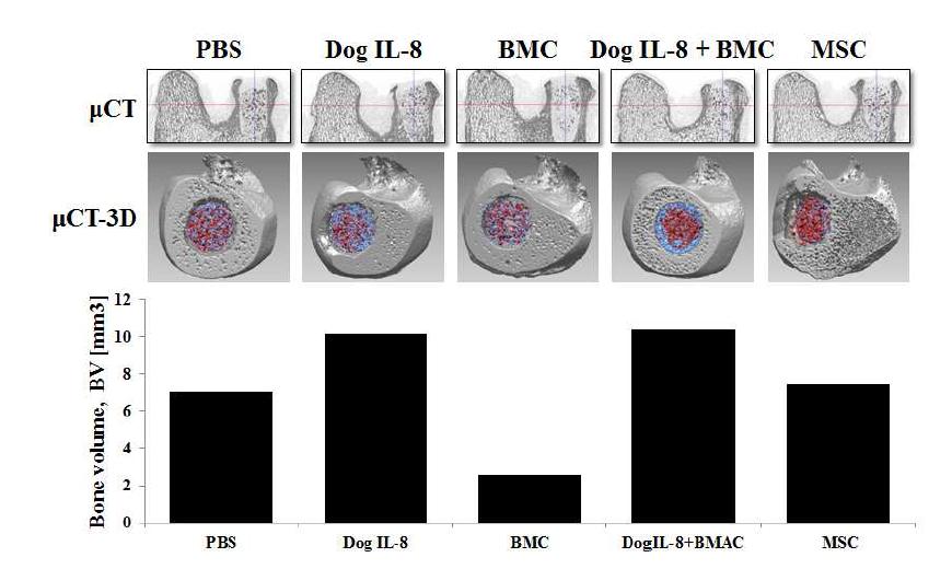 Micro CT 촬영을 통한 골 재생 관찰