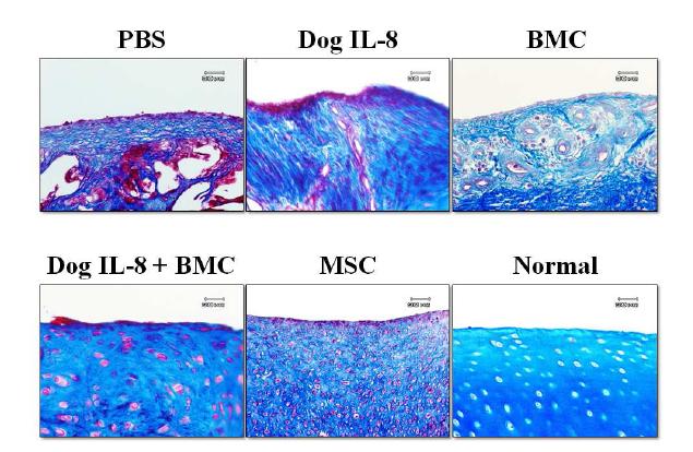 Masson’s trichrome 염색에 의한 세포 모양 및 Collagen 합성 관찰