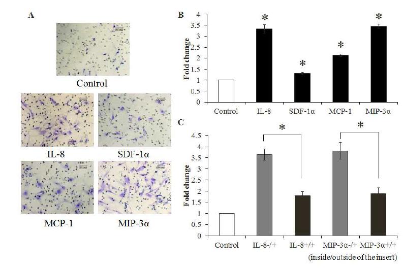 In vitro 화학주성 평가