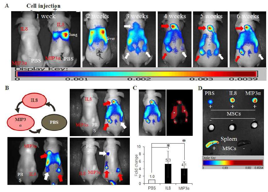 In vivo 화학주성 평가